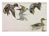 A painting of a pair of green-winged teals and blue-winged teals Giclee Print by Louis Agassiz Fuertes