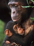 Chimpanzee Mother Nurturing Baby Photographie