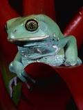 Monkey Tree Frog Photographic Print by David Northcott