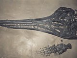 Head of a Jurassic Icthyosaur Fossil Photographic Print by Kevin Schafer