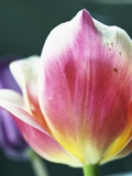 Tulipa Photographic Print by David Roseburg