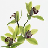Green Orchid Photographic Print by Micha Pawlitzki