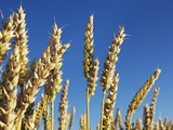 Golden wheat plants Fotografie-Druck von Frank Krahmer