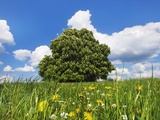 Horse chestnut tree Photographic Print by Frank Krahmer