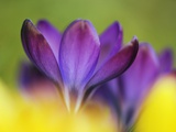 Crocus Photographic Print by Frank Krahmer
