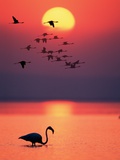 Greater Flamingos at Sunset Fotografisk tryk Greater Flamingos at Sunset Fotografisk tryk