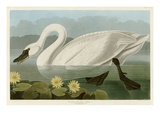 Cygne américain commun Reproduction procédé giclée par John James Audubon