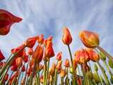Sunrise on tulips and windmill, Woodburn, Oregon Photographic Print by Craig Tuttle