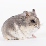 Chinchilla Photographic Print by Michael Kloth