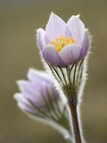 Close-up of Prairie Crocus (Anenome Patens) in Bow Valley Provincial Park, Kananaskis Country, Albe Photographie par Darwin Wiggett