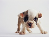 Bulldog Puppy Photographic Print by Jim Craigmyle
