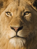 Close up of male lion Photographie