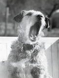 Dog Yawning Photographic Print by Bettmann 