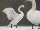 Mute swans in winter Photographie par Andrew Parkinson