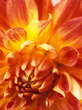 Dahlia Photographic Print by David Roseburg