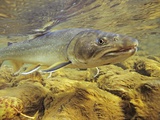 Interior Bull Trout, Bulkley River, British Columbia, Canada. Photographic Print by Keith Douglas