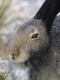 Artic Hare (lepus Articus) in Summer, Churchill Manitoba, Canada Valokuvavedos tekijänä Don Johnston Artic Hare (lepus Articus) in Summer, Churchill Manitoba, Canada Valokuvavedos tekijänä Don Johnston