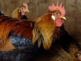 Brian Summers - Three Roosters, Riverdale Farm, Toronto, Ontario Fotografická reprodukce