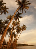 Coconut Grove, Molokai, Hawaii Fotografie-Druck von Douglas Peebles