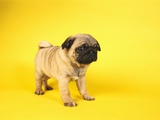 Pug Puppy Photographie par Peter M. Fisher