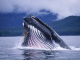 Humpback Whale Feeding in Frederick Sound in Alaska Photographic Print by Paul Souders