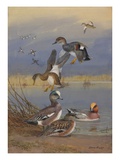 A painting of American widgeons, Eurasian widgeons, and gadwalls Giclee Print by Allan Brooks