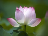 Pink water lily Photographic Print