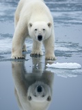 Polar Bear on melting ice, Svalbard, Norway Photographic Print by Paul Souders