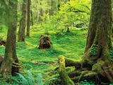 Mosses Covering Rainforest Floor Fotografisk trykk av Matt Brown Mosses Covering Rainforest Floor Fotografisk trykk av Matt Brown