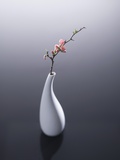 Cherry blossom in vase Photographic Print by John Smith