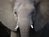 Close up of Elephant Reprodukcja zdjęcia Close up of Elephant Reprodukcja zdjęcia