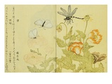 Illustration from A Picture Book of Selected Insects Giclee Print by Utamaro 