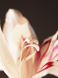 Gladiolus Photographic Print by David Roseburg