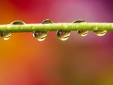 Raindrops on Graden Flower Stem, Canada Photographie par Don Johnston