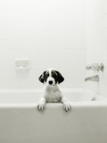 Puppy in a Bathtub Fotografie-Druck