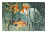 A Comet, Nymph, and Fringetail Swim Together Giclee Print by National Geographic Society