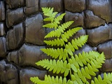 Fern in the front of burned log at Yosemite National Park Photographic Print by Gavriel Jecan