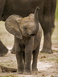 Baby Elephant Photographic Print by Martin Harvey