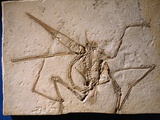 Fossilized Pterodactyl Photographie par Jonathan Blair