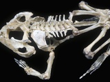 African Bullfrog skeleton (Pyxicephalus adspersus) Lámina fotográfica por Ken Lucas African Bullfrog skeleton (Pyxicephalus adspersus) Lámina fotográfica por Ken Lucas