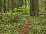 Trail among redwood trees in Jedediah Smith Redwoods State Park Photographic Print by John and Yva Eastcott And Momatiuk