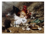 A Family of Chickens Giclee Print by Eugene Remy Maes