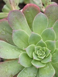 Aeonium Decorum 'Variegatum' Photographic Print by Mark Bolton