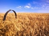 Wheat Crop Growing in Field Photographie par Craig Tuttle