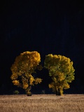 Cottonwoods in Autumn Photographie par Joseph Sohm