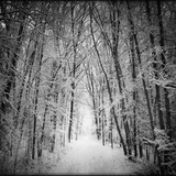 Forest in winter Photographic Print by George Disario