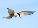 Adult Arctic Tern (Sterna Paradisea) Hovering Before a Dive, Victoria Island, Nunavut, Arctic Canad Photographic Print by Wayne Lynch
