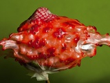 Weird Strawberry Photographic Print by Alan Sailer