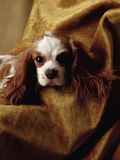 Cavalier King Charles Spaniel Photographic Print by Alen MacWeeney