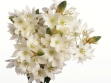 Bouquet of white flowers Photographic Print